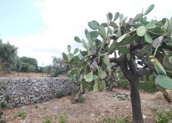 Foto 37 - Villa Contrada Bagni
 
snc, Canicattini Bagni - foto 37