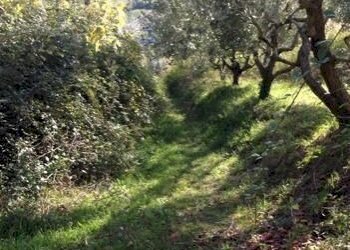 15SANBENEDETTODELTRONTOCASAINCAMPAGNAVISTAMAREjpg - Casale San Benedetto del Tronto - foto 4