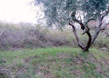 21SANBENEDETTODELTRONTOCASAINCAMPAGNAVISTAMAREjpg - Casale San Benedetto del Tronto - foto 16