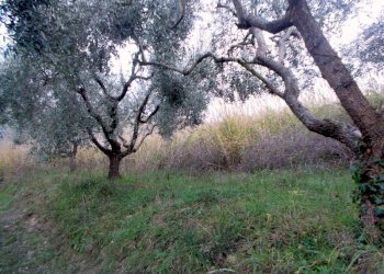 22.SANBENEDETTODELTRONTOCASAINCAMPAGNAVISTAMARE - Casale San Benedetto del Tronto - foto 17