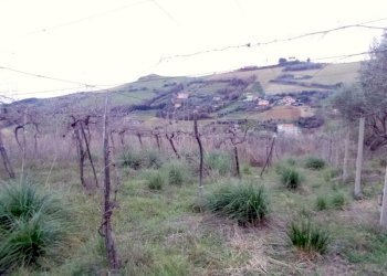 23SANBENEDETTODELTRONTOCASAINCAMPAGNAVISTAMAREjpg - Casale San Benedetto del Tronto - foto 18