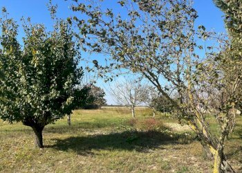 Terreno agricolo Via Chiesa, Ravenna (zona San Marco) - foto 10