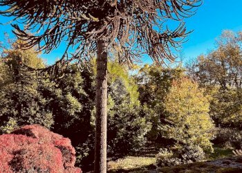 Villa Via Roma, Casapinta - foto 16