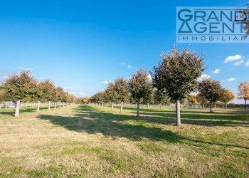 Foto 5 - Azienda agricola località oca, Lazise - foto 5