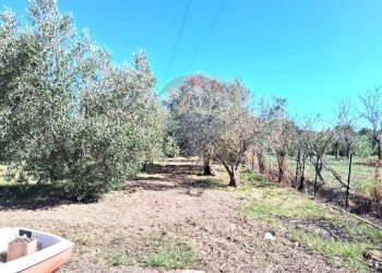 Giardino - Trilocale Santi Cosma e Damiano - foto 19