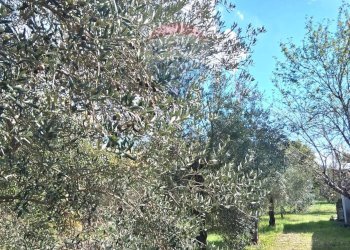 Giardino - Trilocale Santi Cosma e Damiano - foto 20