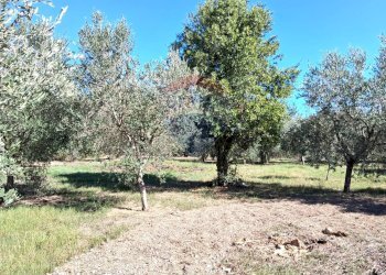 Giardino - Trilocale Santi Cosma e Damiano - foto 23