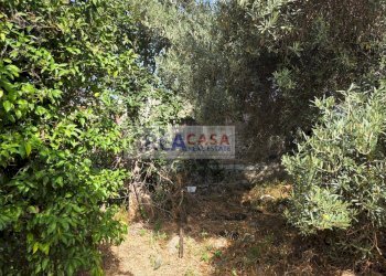Foto 22 - Terreno agricolo via Nazionale, Calatabiano - foto 22
