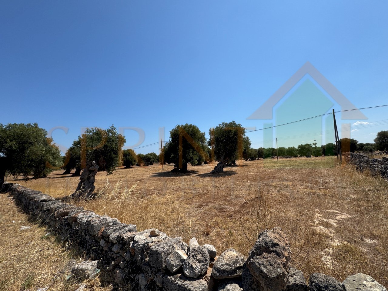 IMG_0809.jpg - Agricultural land Fasano - photo 3