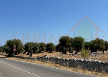 IMG_0807.jpg - Terreno agricolo Fasano - foto 1