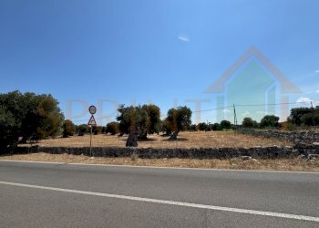 IMG_0808.jpg - Terreno agricolo Fasano - foto 2