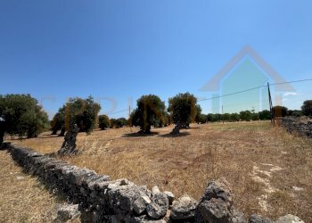 IMG_0809.jpg - Terreno agricolo Fasano - foto 3