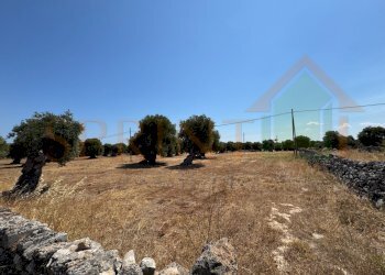 IMG_0810.jpg - Terreno agricolo Fasano - foto 4