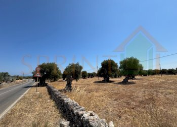 IMG_0812.jpg - Terreno agricolo Fasano - foto 5