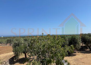 IMG_0765.jpg - Casa indipendente Fasano - foto 22