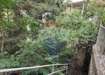 Giardino - Villa VIA SANTA MARIA DI GESU'
 
20, Caltagirone - foto 35