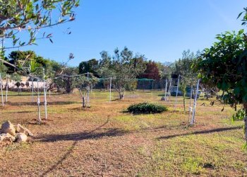 1759420685021.jpg - Agricultural land Via Stefano Catalano 5, Gallipoli - photo 4