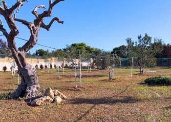 1759420713454.jpg - Agricultural land Via Stefano Catalano 5, Gallipoli - photo 7