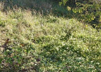 IMG-20251024-WA0036.jpg - Terratetto - Terracielo Licciana Nardi - foto 29