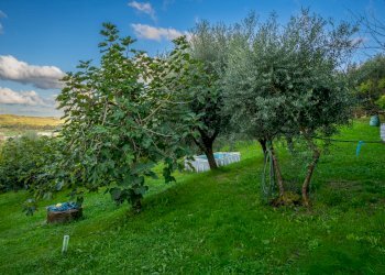 _CMN1221.jpg - Villa Via Delle Corti, Collesalvetti - foto 2