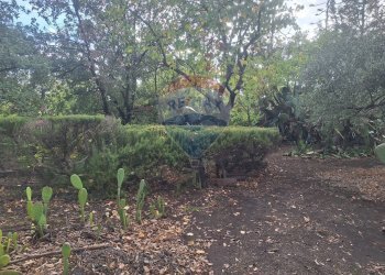 Giardino - Terreno agricolo via v traversa c.da altarello
 
190, Belpasso - foto 3