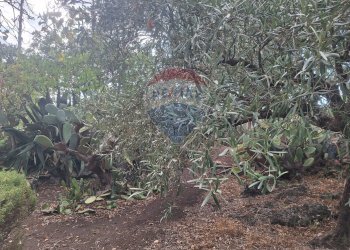 Giardino - Terreno agricolo via v traversa c.da altarello
 
190, Belpasso - foto 7