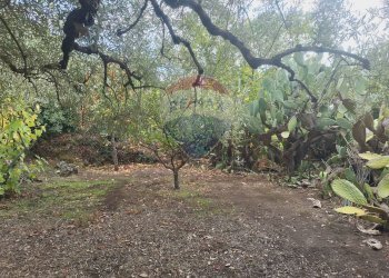 Giardino - Terreno agricolo via v traversa c.da altarello
 
190, Belpasso - foto 12