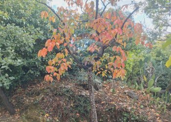 Giardino - Terreno agricolo via v traversa c.da altarello
 
190, Belpasso - foto 15