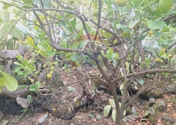 Giardino - Terreno agricolo via v traversa c.da altarello
 
190, Belpasso - foto 16