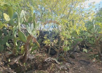 Giardino - Terreno agricolo via v traversa c.da altarello
 
190, Belpasso - foto 18