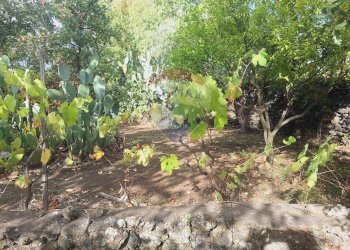 Giardino - Terreno agricolo via v traversa c.da altarello
 
190, Belpasso - foto 19