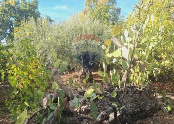 Giardino - Terreno agricolo via v traversa c.da altarello
 
190, Belpasso - foto 22