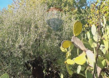 Giardino - Terreno agricolo via v traversa c.da altarello
 
190, Belpasso - foto 23