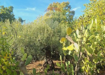 Giardino - Terreno agricolo via v traversa c.da altarello
 
190, Belpasso - foto 24