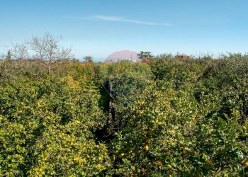 Giardino - Agricultural land Via Torrente Vallonazzo
 
s.n.c., Mascali - photo 4