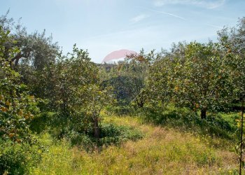 Giardino - Agricultural land Via Torrente Vallonazzo
 
s.n.c., Mascali - photo 8