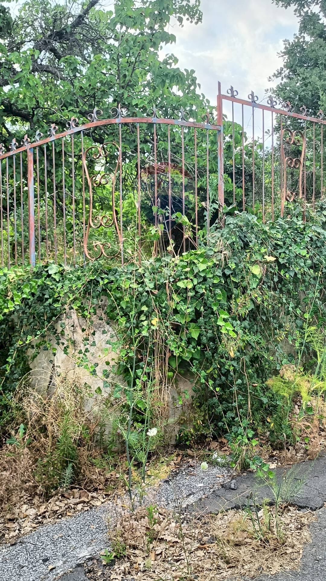 Giardino - Agricultural land via michelangelo buonarroti
29, Pedara - photo 2