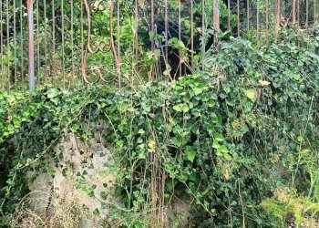 Giardino - Agricultural land via michelangelo buonarroti
 
29, Pedara - photo 2