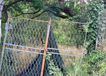 Giardino - Agricultural land via michelangelo buonarroti
 
29, Pedara - photo 4