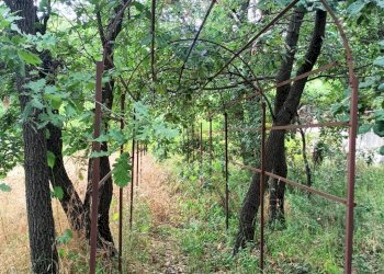 Giardino - Agricultural land via michelangelo buonarroti
 
29, Pedara - photo 14