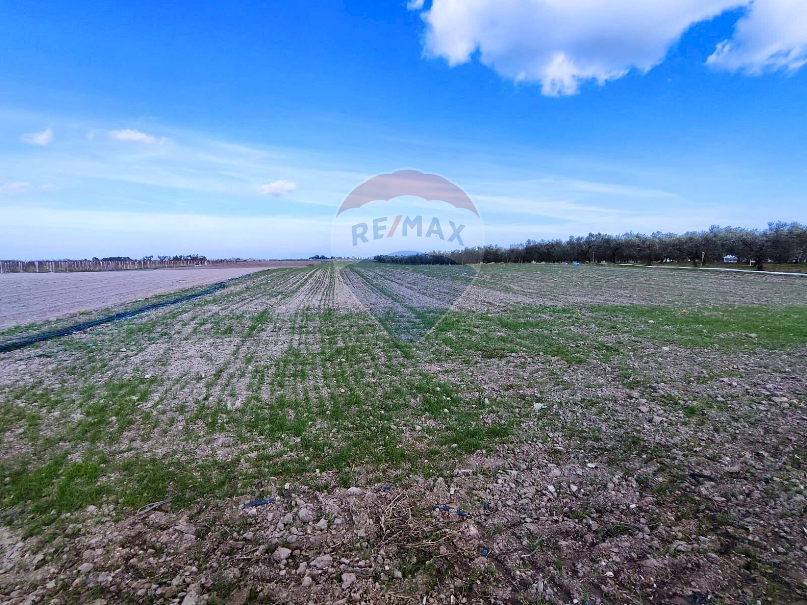 terreno - Terreno agricolo Strada Provinciale 105, Foggia - foto 3