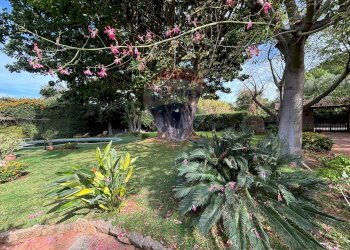 Giardino - Villa Via Delle Tre Grazie
 
16, Palermo - foto 42
