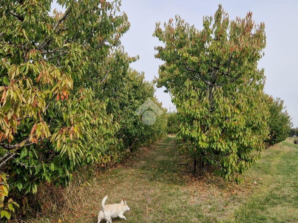 Terreno agricolo Via Manelle, Savignano sul Panaro - foto 1