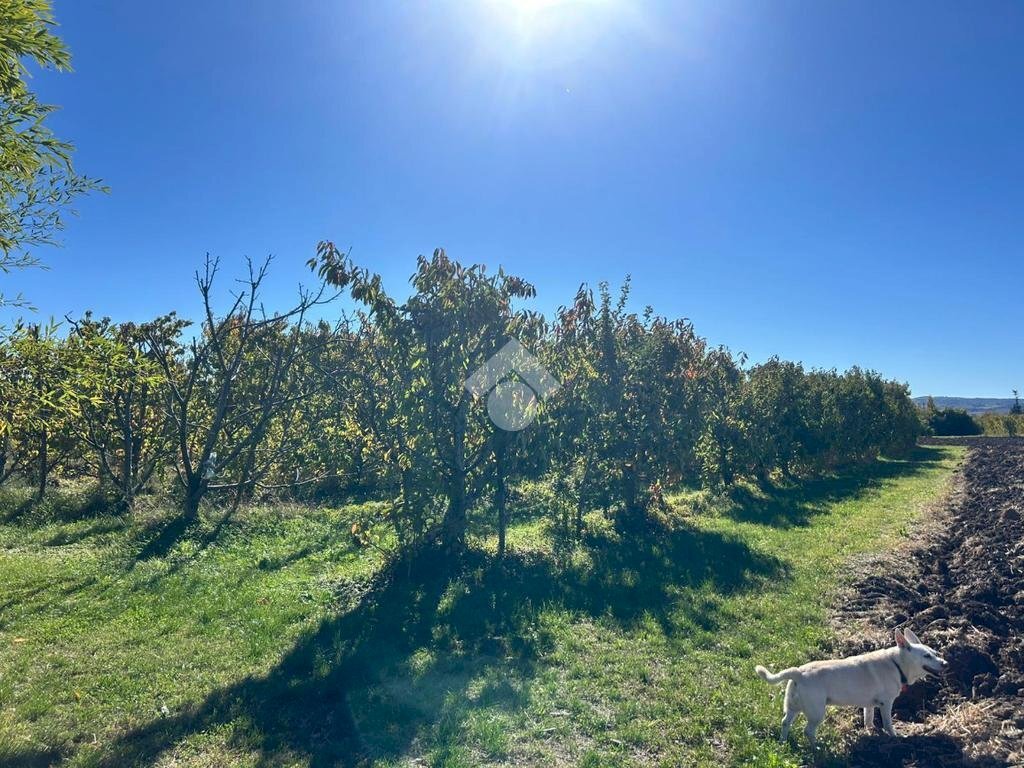 Terreno agricolo Via Manelle, Savignano sul Panaro - foto 2