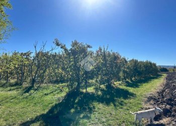 Terreno agricolo Via Manelle, Savignano sul Panaro - foto 2