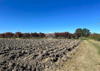 Terreno agricolo Via Manelle, Savignano sul Panaro - foto 10