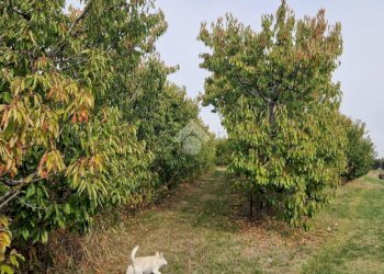 Rustic Via Manelle, Savignano sul Panaro - photo 22
