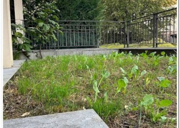 Giardino - Trilocale Bergamo - foto 18