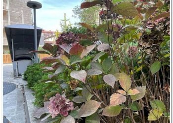 Giardino - Trilocale Bergamo - foto 38