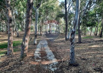 Giardino - Casa indipendente Contrada Vaccarizzo
 
snc, Catania - foto 34